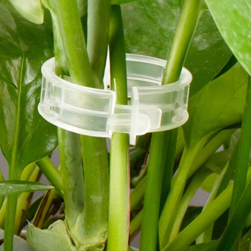 (100 Pcs) Plant Clips for Climbing